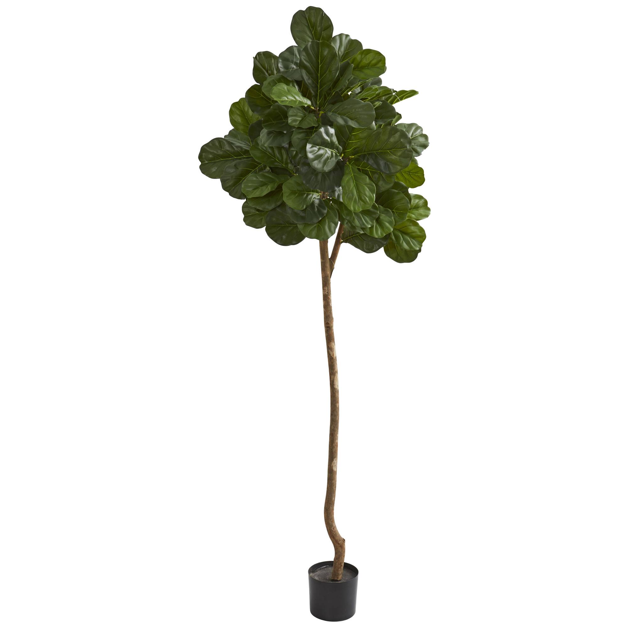 7ft. Potted Fiddle Leaf Tree